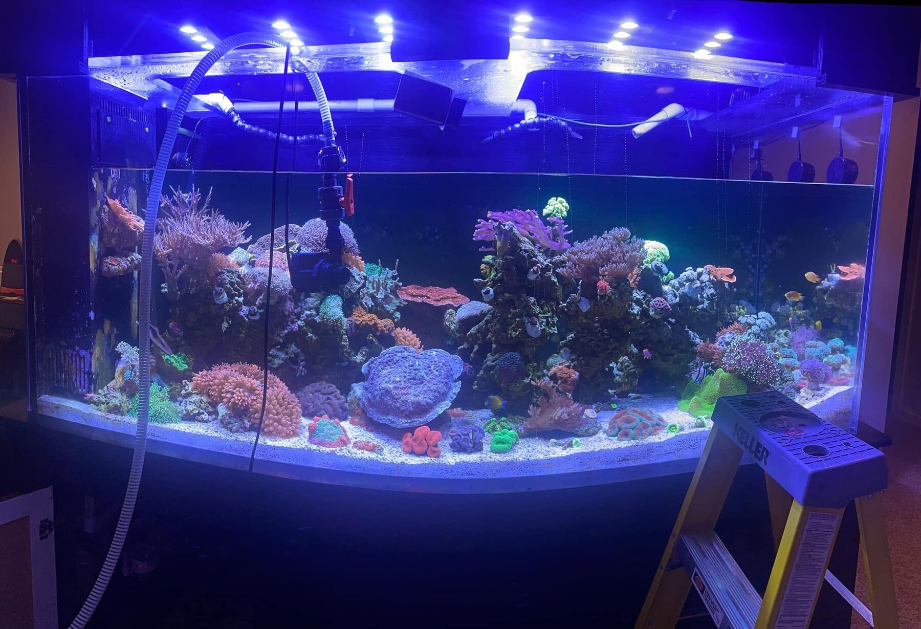 A vibrant, well-maintained reef aquarium with thriving coral colonies in blue and pink, and tropical fish swimming through the reef